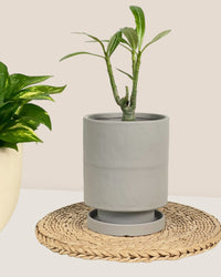 Tall Astra Pot (11.5cm) - grey - Pot - Tumbleweed Plants - Online Plant Delivery Singapore