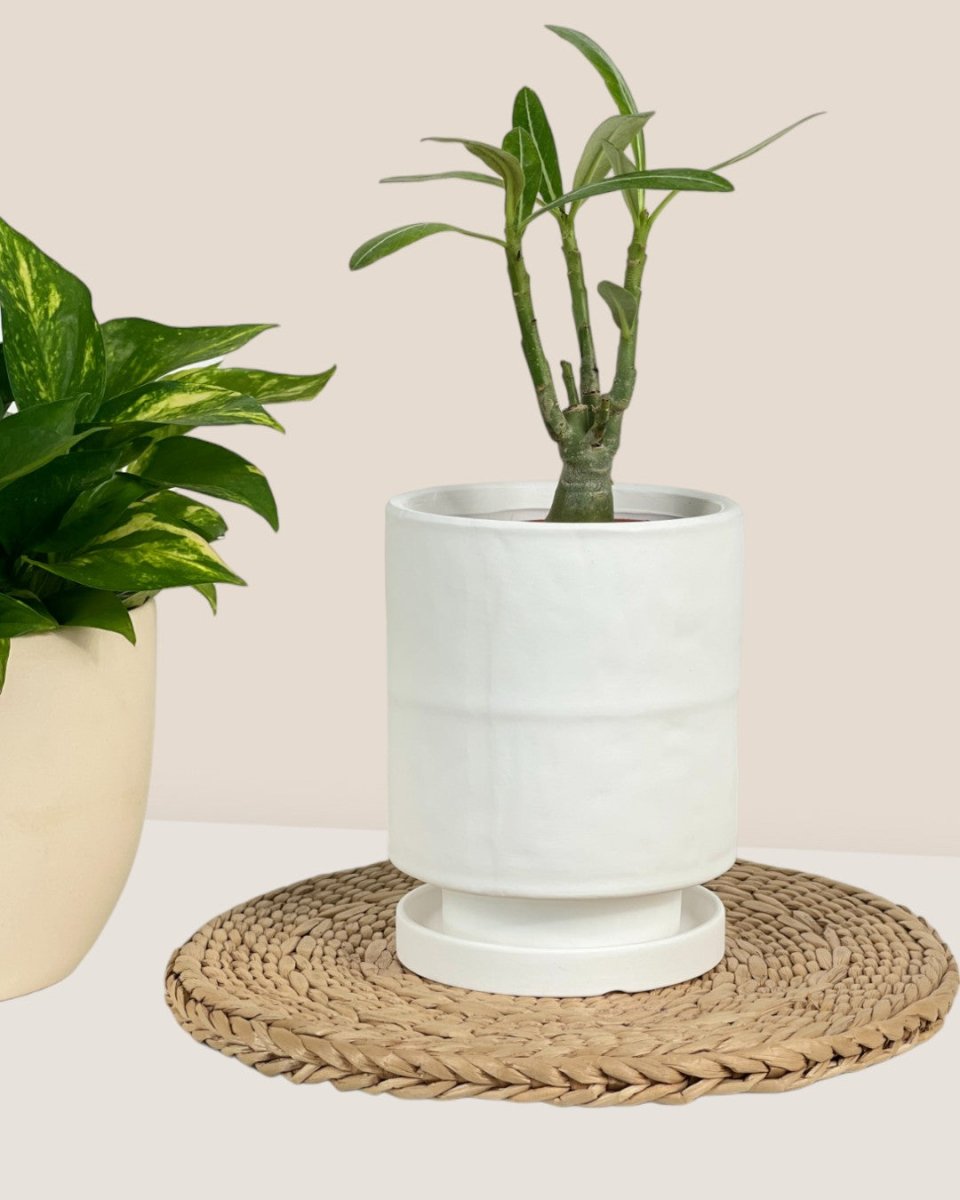 Tall Astra Pot (11.5cm) - white - Pot - Tumbleweed Plants - Online Plant Delivery Singapore