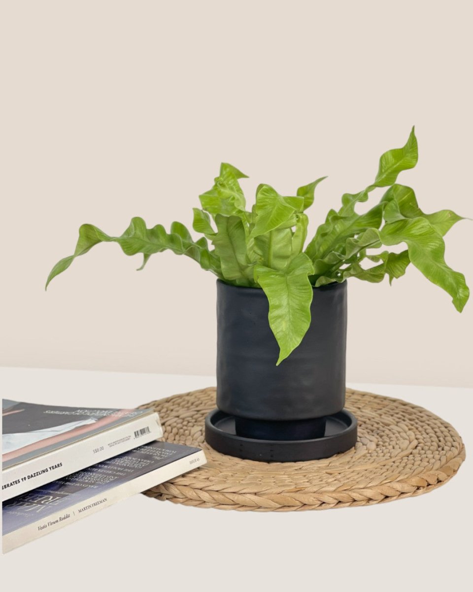 Tall Astra Pot (8.5cm) - black - Pot - Tumbleweed Plants - Online Plant Delivery Singapore