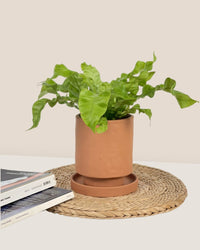 Tall Astra Pot (8.5cm) - brown - Pot - Tumbleweed Plants - Online Plant Delivery Singapore