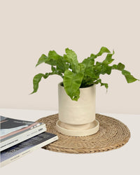 Tall Astra Pot (8.5cm) - cream - Pot - Tumbleweed Plants - Online Plant Delivery Singapore