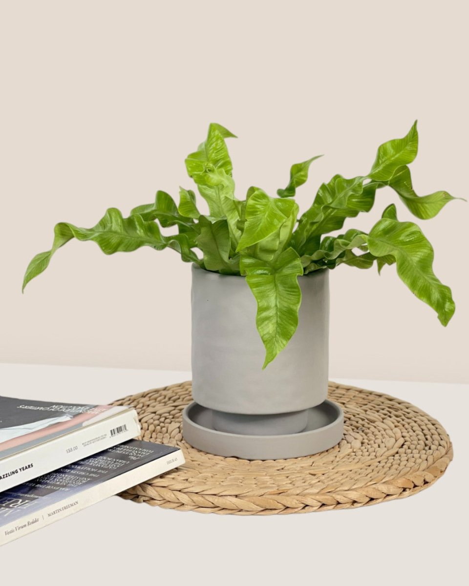 Tall Astra Pot (8.5cm) - grey - Pot - Tumbleweed Plants - Online Plant Delivery Singapore