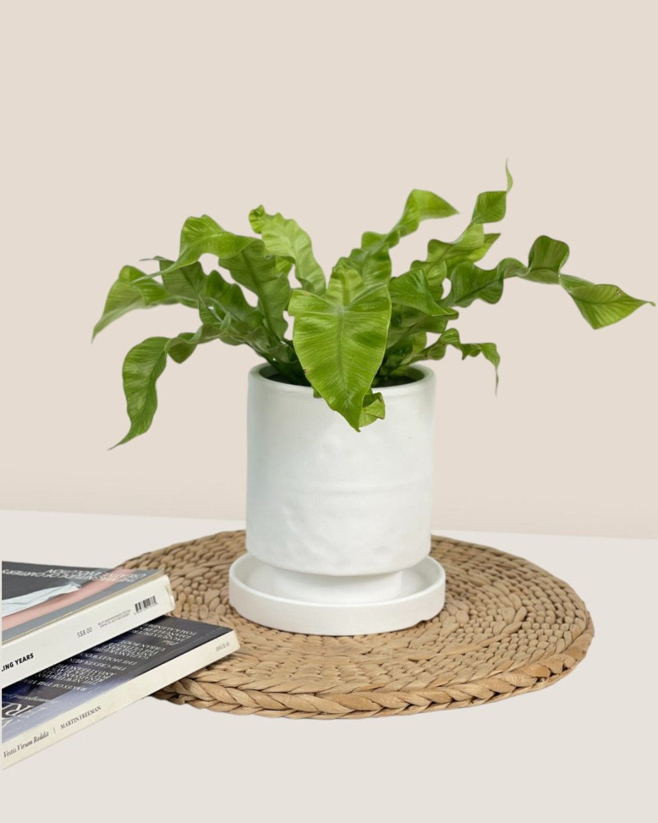 Tall Astra Pot (8.5cm) - white - Pot - Tumbleweed Plants - Online Plant Delivery Singapore