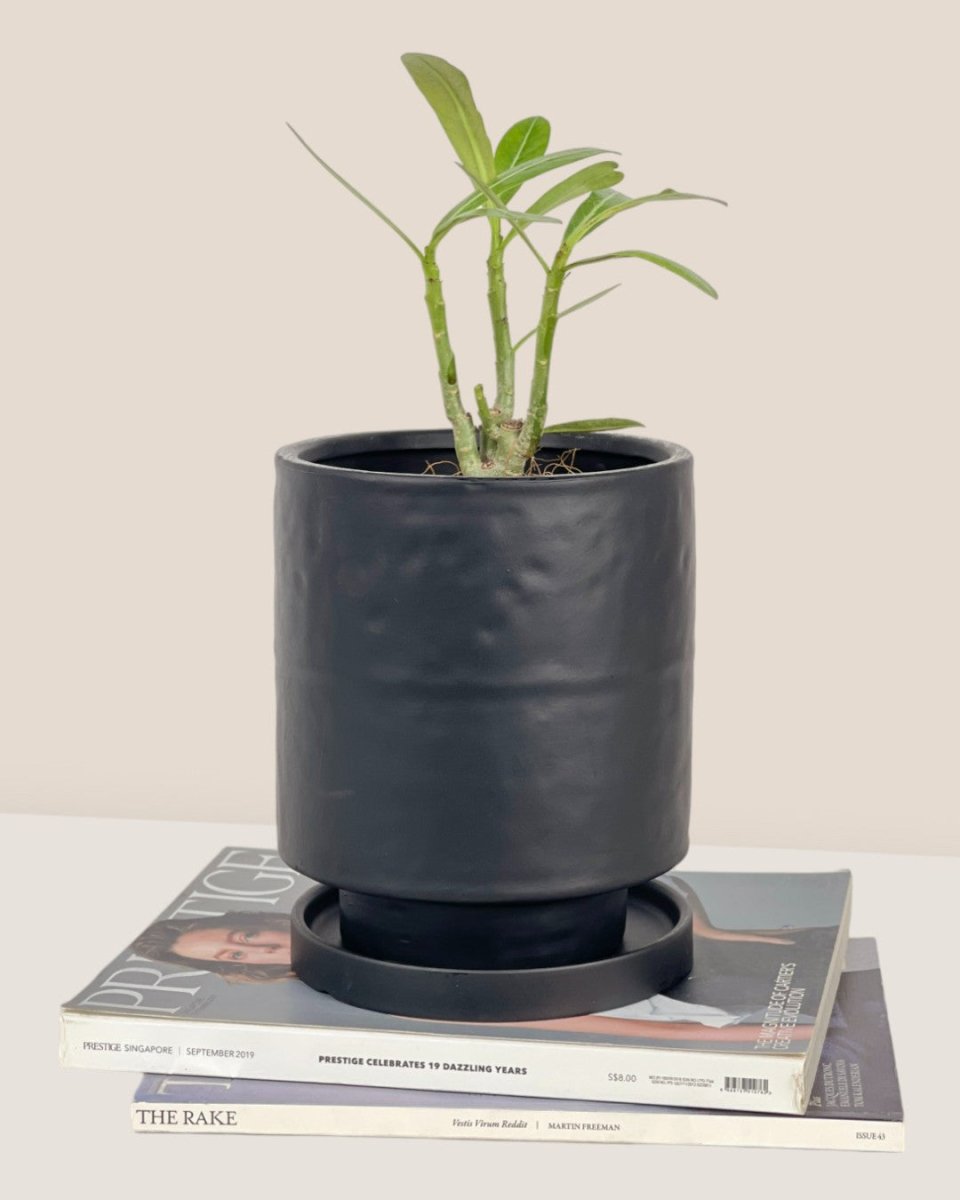 Tall Small Astra Pot - black - Pot - Tumbleweed Plants - Online Plant Delivery Singapore