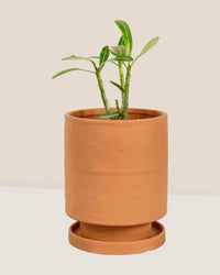 Tall Small Astra Pot - brown - Pot - Tumbleweed Plants - Online Plant Delivery Singapore