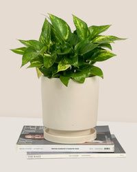 Tall Small Astra Pot - cream - Pot - Tumbleweed Plants - Online Plant Delivery Singapore