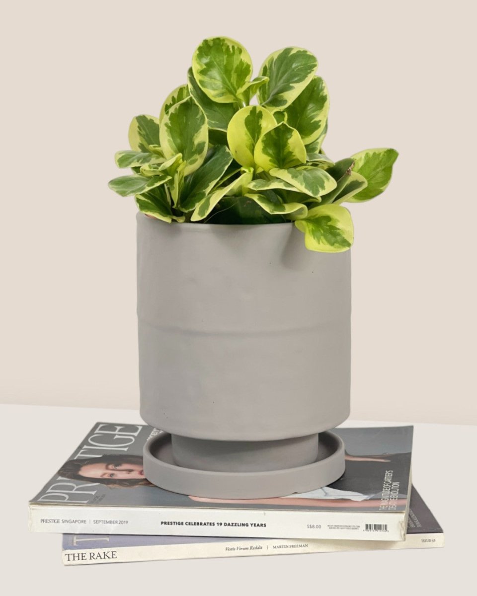 Tall Small Astra Pot - grey - Pot - Tumbleweed Plants - Online Plant Delivery Singapore