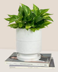 Tall Small Astra Pot - white - Pot - Tumbleweed Plants - Online Plant Delivery Singapore