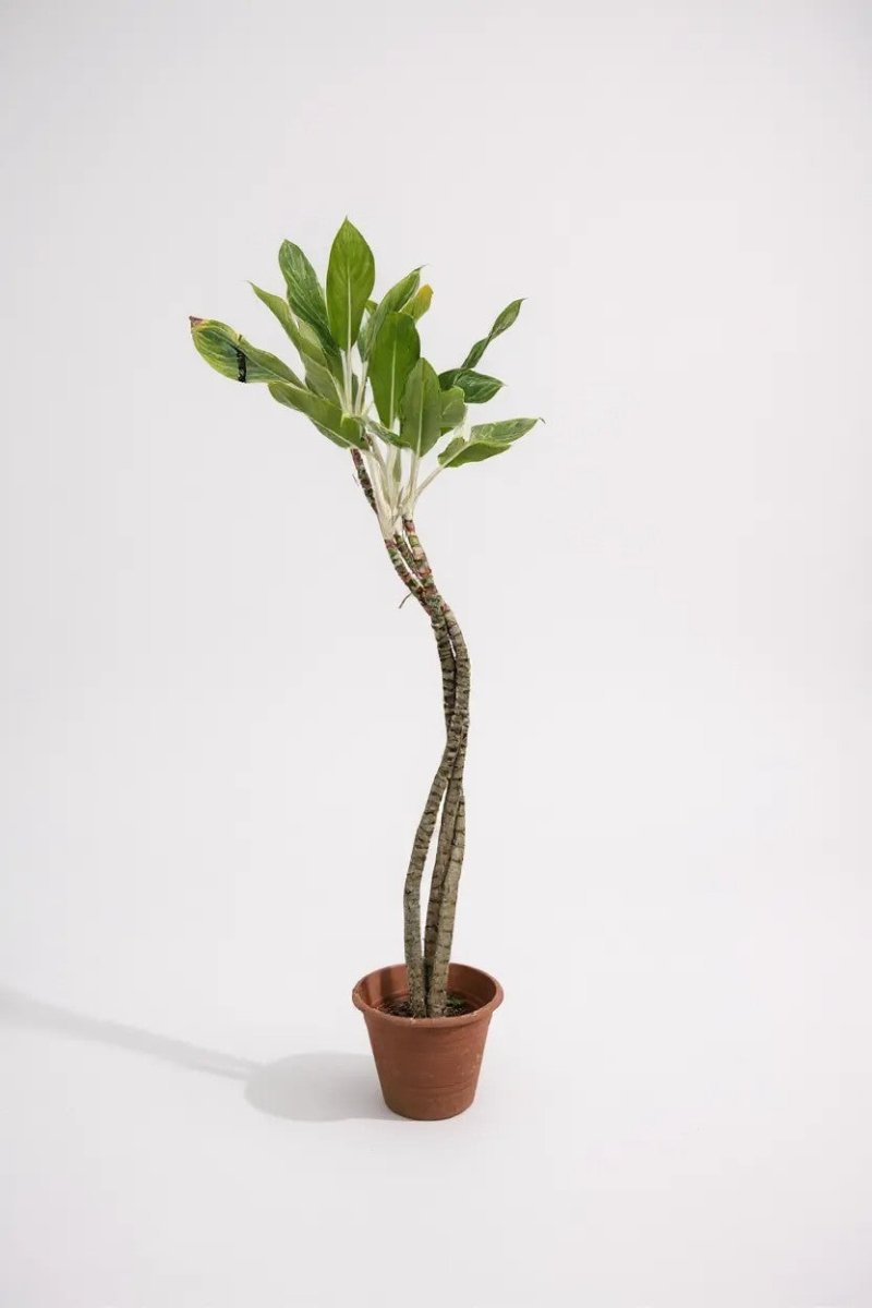 Dracaena Reflexa 'Song of India' - Houseplants - DR - SOI - 001 - Tumbleweed Plants - Online Plant Delivery Singapore