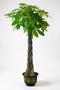 Money Tree - XL (1 - 1.6m) - Potted plant - POTT - MONE - GRWMTL - 7457 - Tumbleweed Plants - Online Plant Delivery Singapore