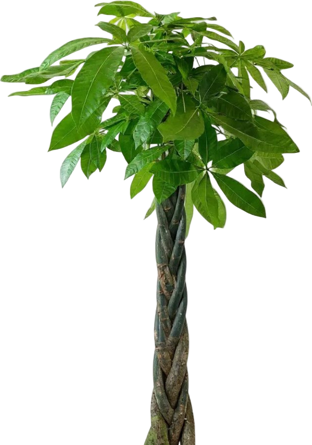 biggest money plant in the world Large Money Tree XL/XXL (1.4m - 1.6m)