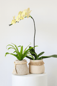 Tassel Pot - Planter - 5786267967834 - Tumbleweed Plants - Online Plant Delivery Singapore