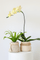Tassel Pot