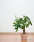 Terra Airstone Pots - XL