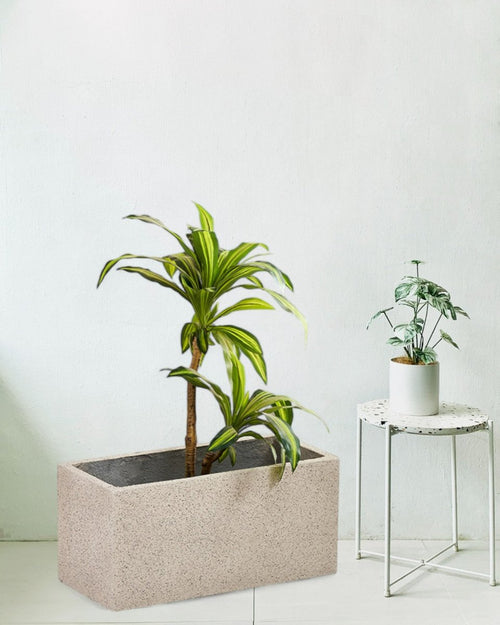 TerraBloc Planter Box - Pots - 5505913413628 - Tumbleweed Plants - Online Plant Delivery Singapore