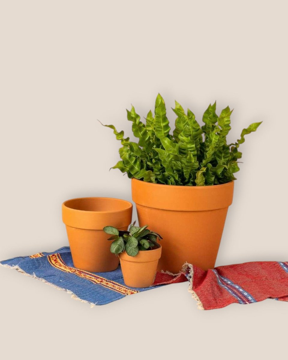 Terracotta Pot - 20cm - Pots - Tumbleweed Plants - Online Plant Delivery Singapore