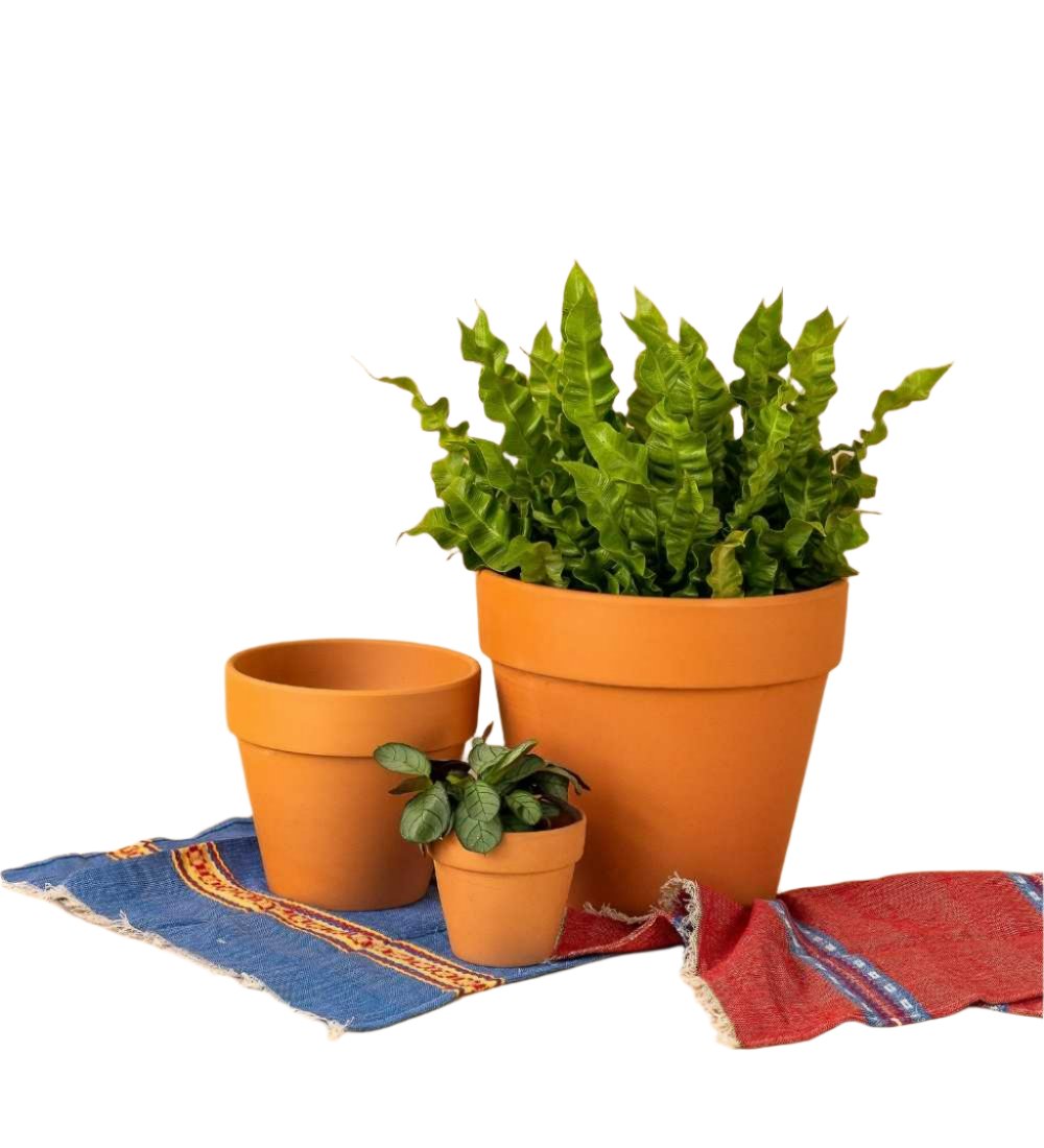 Terracotta Pot - 20cm - Pots - Tumbleweed Plants - Online Plant Delivery Singapore