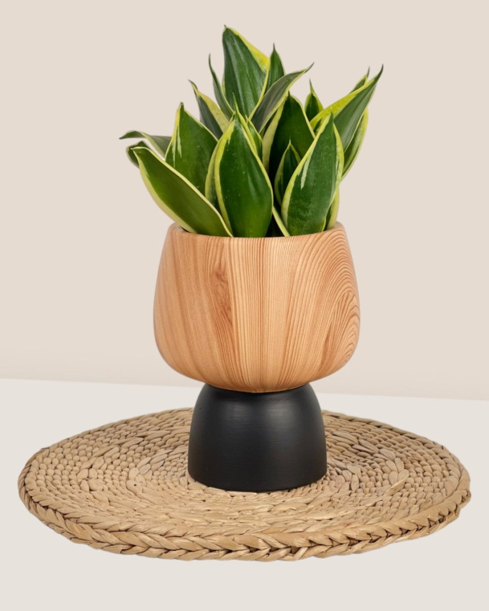 Terracotta Wooden Pot - black - Pot - Tumbleweed Plants - Online Plant Delivery Singapore