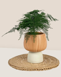 Terracotta Wooden Pot - white - Pot - Tumbleweed Plants - Online Plant Delivery Singapore