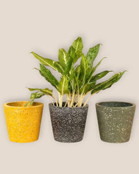 Terrazzo Pots - black - Pots - Tumbleweed Plants - Online Plant Delivery Singapore