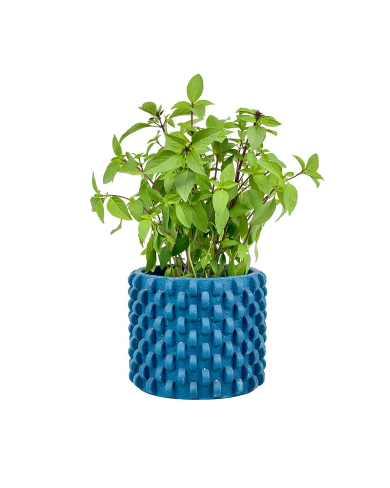 Thai Basil - grow pot - Potted plant - Tumbleweed Plants - Online Plant Delivery Singapore