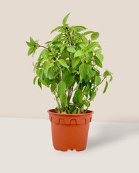 Thai Basil - grow pot - Potted plant - Tumbleweed Plants - Online Plant Delivery Singapore