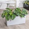THE BOX - Hydroease Planter Box - Planter - 5968400118962 - Tumbleweed Plants - Online Plant Delivery Singapore