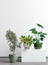 The Instagram Set - Plant Bundle - PROD - THEI - 7077 - Tumbleweed Plants - Online Plant Delivery Singapore