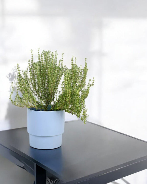 Thyme Plant - Potted plant - POTT - THYM - 5603 - Tumbleweed Plants - Online Plant Delivery Singapore