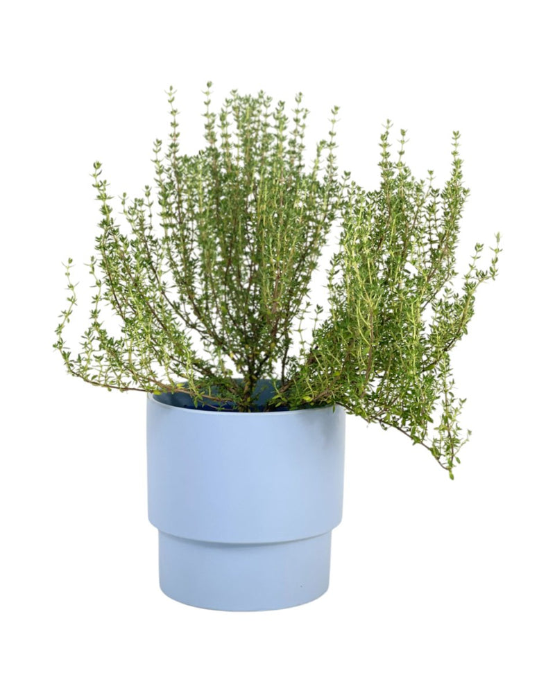 Thyme Plant - grow pot - Potted plant - Tumbleweed Plants - Online Plant Delivery Singapore