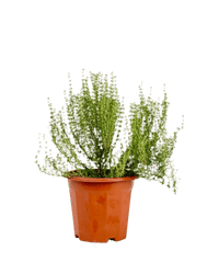 Thyme Plant - Potted plant - POTT - THYM - 5603 - Tumbleweed Plants - Online Plant Delivery Singapore