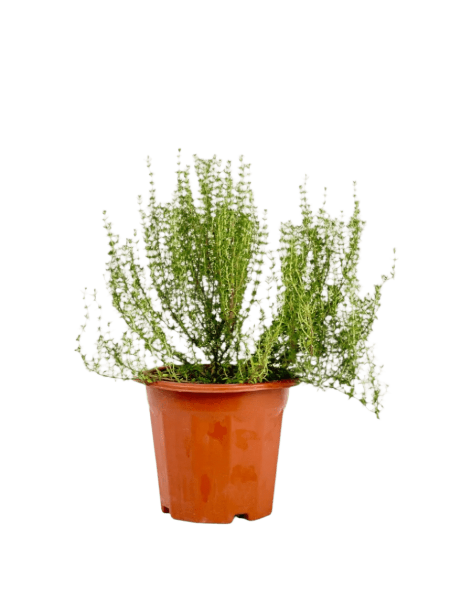 Thyme Plant - Potted plant - POTT - THYM - 5603 - Tumbleweed Plants - Online Plant Delivery Singapore