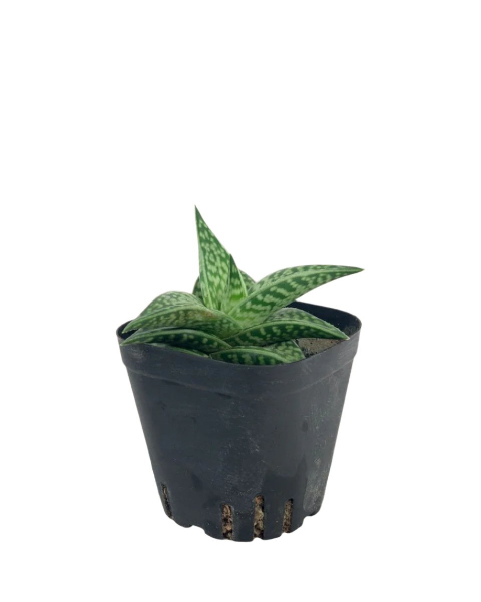 "Tiger" Aloe in a grow pot