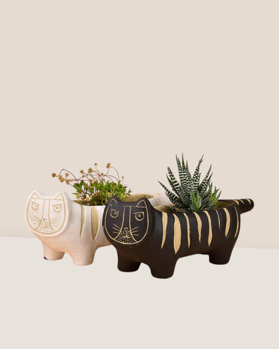 Tiger Planters