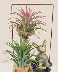 Tillandsia Deco - bear - Potted plant - Tumbleweed Plants - Online Plant Delivery Singapore
