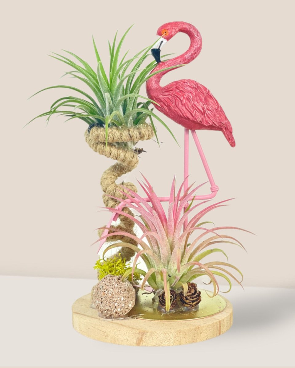 Tillandsia Deco - flamingo - Potted plant - Tumbleweed Plants - Online Plant Delivery Singapore