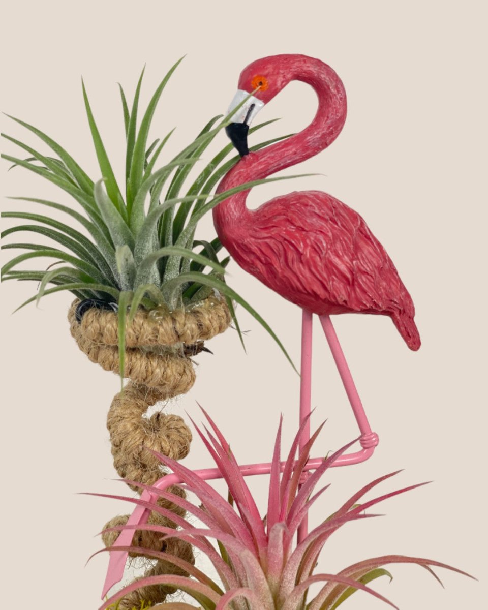Tillandsia Deco - flamingo - Potted plant - Tumbleweed Plants - Online Plant Delivery Singapore
