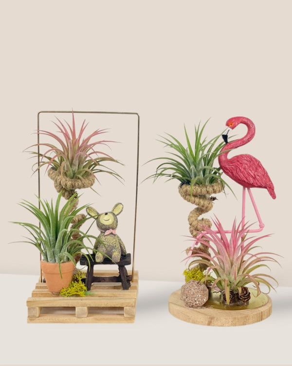 Air Plant  - Tillandsia (Deco) - Potted plant - Tumbleweed Plants - Online Plant Delivery Singapore