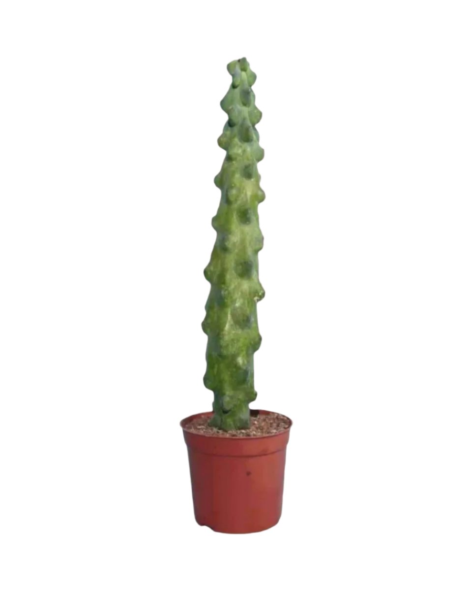 Titty Cactus - grow pot - Potted plant - Tumbleweed Plants - Online Plant Delivery Singapore