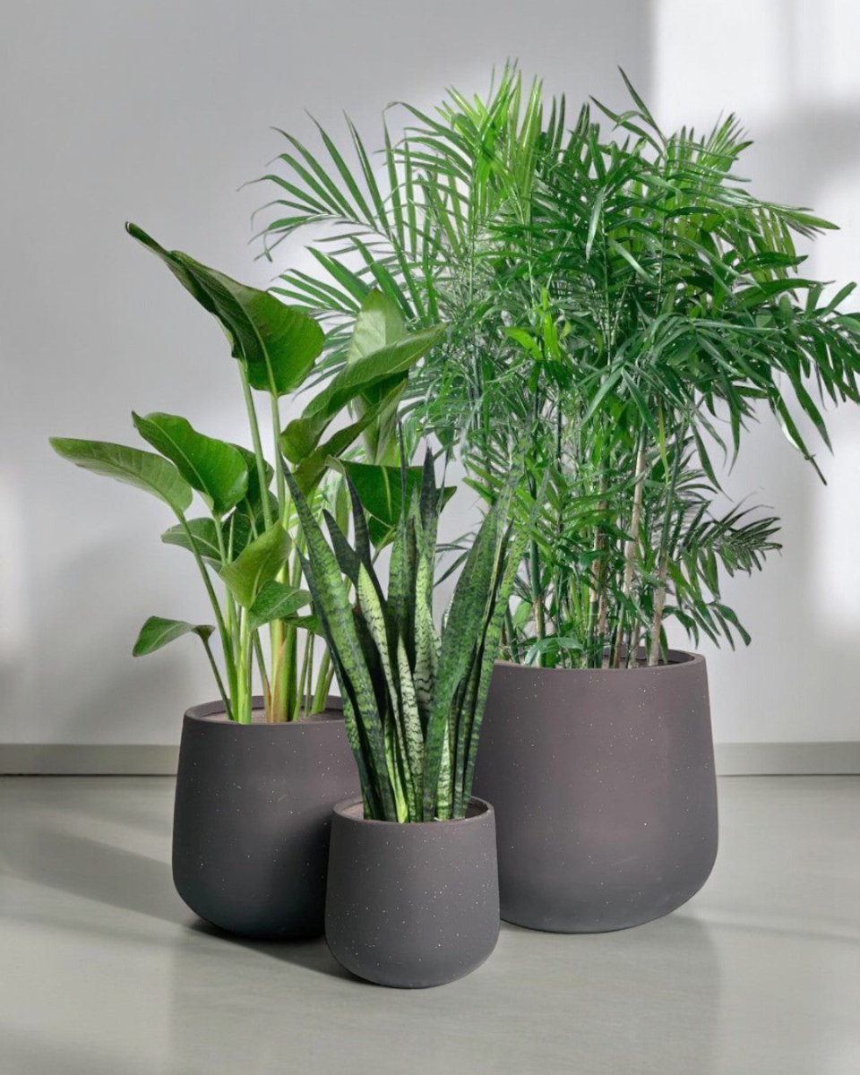 Top - Seller Trio - grow pot - Potted plant - Tumbleweed Plants - Online Plant Delivery Singapore