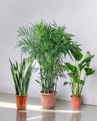 Top - Seller Trio - grow pot - Potted plant - Tumbleweed Plants - Online Plant Delivery Singapore