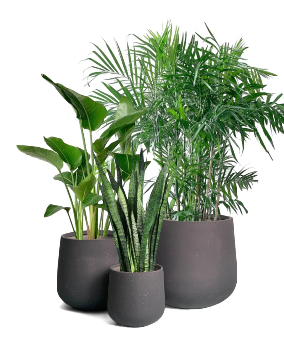 sienna planters/black (no repotting)