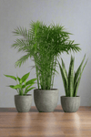 Top - Seller Trio - Plant Bundle - PROD - TOP - 6568 - Tumbleweed Plants - Online Plant Delivery Singapore