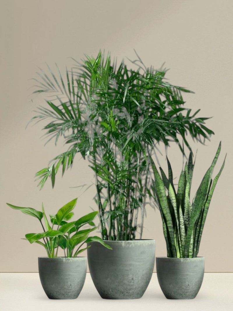 Top - Seller Trio - Potted plant - PROD - TOP - 6568 - Tumbleweed Plants - Online Plant Delivery Singapore