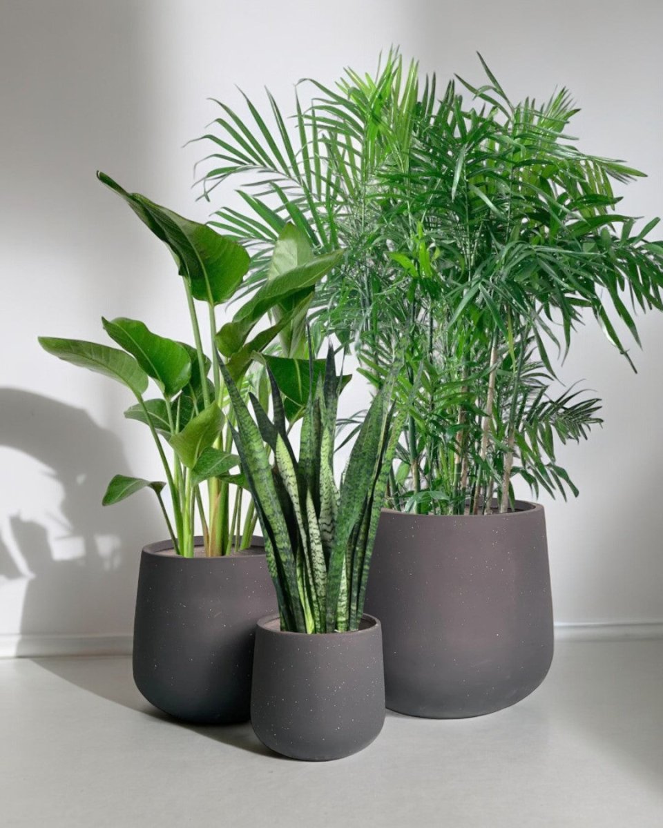 Top - Seller Trio - sienna planters/black (no repotting) - Potted plant - Tumbleweed Plants - Online Plant Delivery Singapore