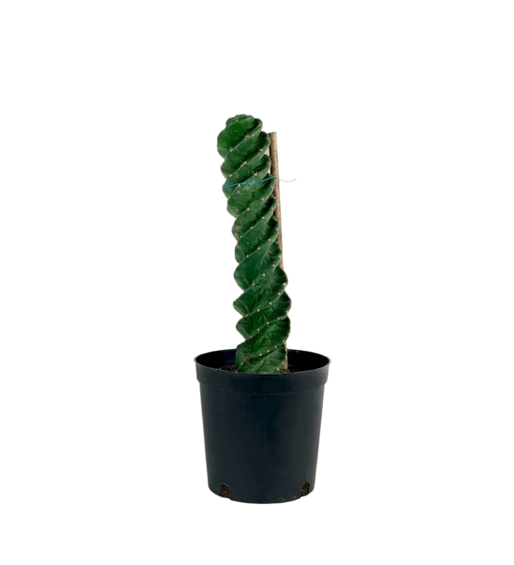 Tornado Cactus - Potted plant - JUST - TORN - PLS - 2417 - Tumbleweed Plants - Online Plant Delivery Singapore