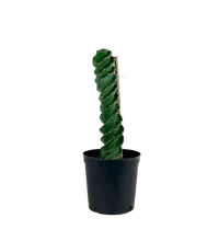 Tornado Cactus - Potted plant - JUST - TORN - PLS - 2417 - Tumbleweed Plants - Online Plant Delivery Singapore