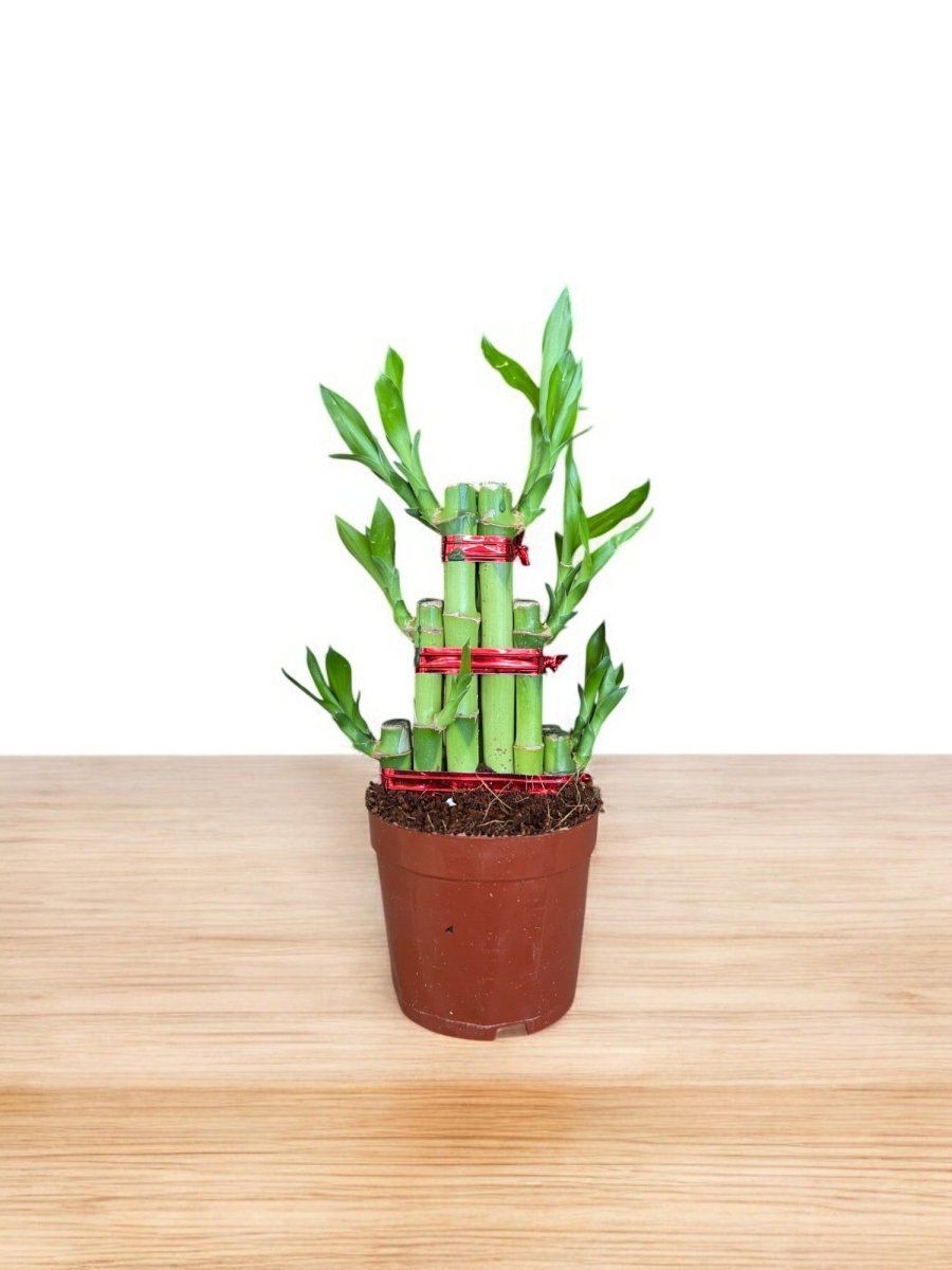 Tower Lucky Bamboo - Plant Arrangement - GIFT - TOWE - 3290 - Tumbleweed Plants - Online Plant Delivery Singapore