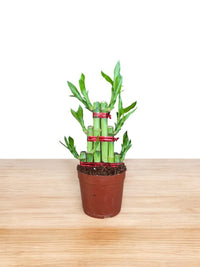 Tower Lucky Bamboo - Plant Arrangement - GIFT - TOWE - 3290 - Tumbleweed Plants - Online Plant Delivery Singapore