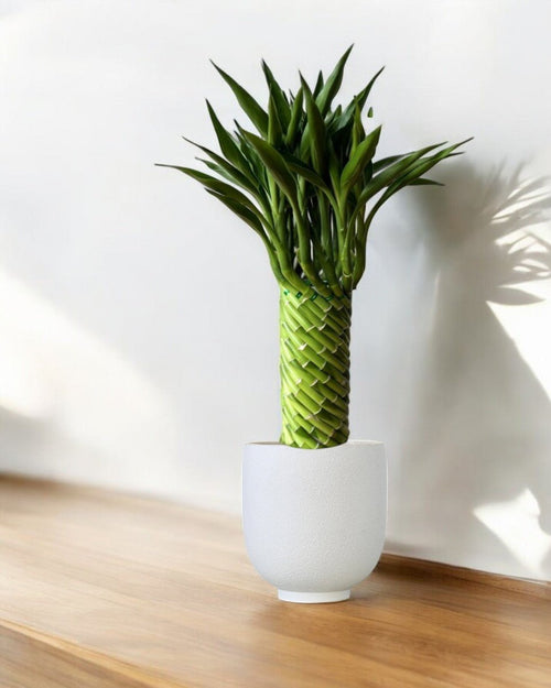 Tower of Success Lucky Bamboo (Hydroponics) - Plant Arrangement - PLAN - TOWE - WHT - 6914 - Tumbleweed Plants - Online Plant Delivery Singapore